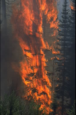 UNCONTROLLABLE WILDFIRES- A wildfire going rampant in a forest, destroying everything in its path. Due to the increase in fires, those living in surrounding areas feel its effects. “...I had to check the air quality online and make sure that I timed my runs to when it was safe enough to breathe,” Mr. Nolasco, a history teacher, said.