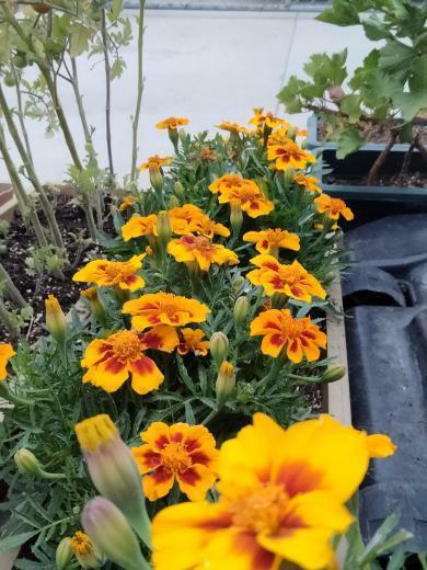  FLOWERS AND PLANTS FOR THE SUMMER- Andrew Lopez, a junior, grew marigolds this year. He plans on planting more flowers in the near future. "At the moment I'm really unsure of what I could plant next. I'm thinking of a different color variant or marigolds or even roses at some point, but at a certain month so they bloom before valentines," Lopez said.